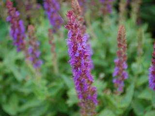 Kleur in de tuin, Biesot Biesot Modern Garden