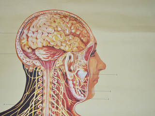 Large 1950’s German ‘Nervensystem’ anatomical linen backed poster, Proper. Proper. Hành lang, sảnh & cầu thang phong cách kinh điển