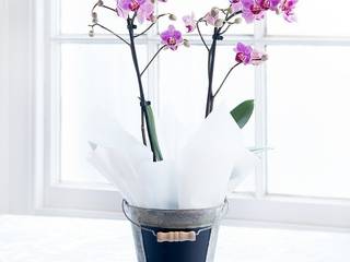 Pink Double Orchid Plant Appleyard London Jardin moderne Fleurs & Plantes