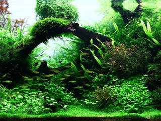 Aquascaping: Naturlandschaften unter Wasser, Aquasabi Aquasabi 室内花园