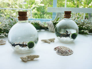 Marimoball Terrarium(사랑스런 애완식물 마리모볼), luvinball luvinball Jardin moderne