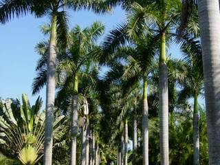 Árboles, Tropical America landscaping Tropical America landscaping Jardines de estilo moderno