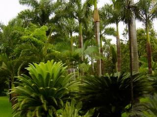 Plantas, Tropical America landscaping Tropical America landscaping Jardines de estilo moderno