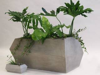 Revestimientos de cemento, Bara Bara Jardines modernos: Ideas, imágenes y decoración Plantas y flores