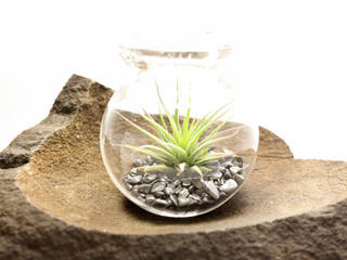 AIR PLANT Objekt mini Terrarium - kleiner Garten, KLAPPERGLAS KLAPPERGLAS Otros espacios