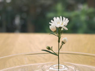 Floating Vase / RIPPLE, oodesign oodesign Interior garden