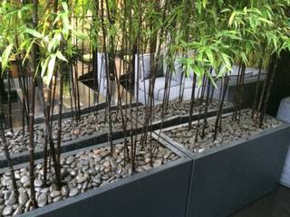 Hays Mews - In Progress, Aralia Aralia Modern garden Bamboo Grey