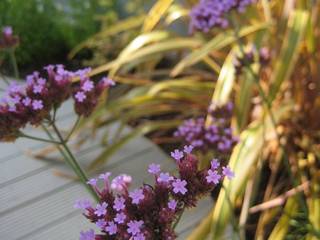 Canopy Lane, Aralia Aralia Minimalist style garden Wood Purple/Violet