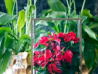 Die Poinsettie – Zimmerpflanze des Monats November, Pflanzenfreude.de Pflanzenfreude.de Modern Living Room