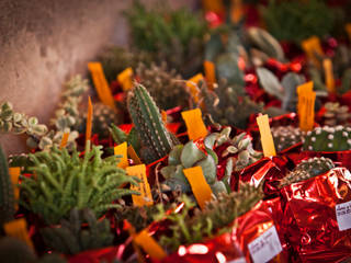 Boda Ayllón, Los Sueños de Julieta Los Sueños de Julieta Country style garden