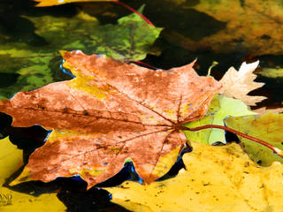 Fallen Leaves, INSIDHERLAND INSIDHERLAND Casas modernas