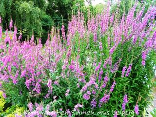 Gewöhnlicher Blutweiderich, Naturgarten-Samen aus Leipzig Naturgarten-Samen aus Leipzig Garten im Landhausstil