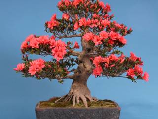 Bonsai , Bonsai-Shopping Bonsai-Shopping Asian style garden Plants & flowers