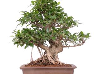 Bonsai - auch für das Zimmer geeignet, Bonsai-Shopping Bonsai-Shopping Jardín interior