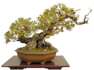 Bonsai - auch für das Zimmer geeignet, Bonsai-Shopping Bonsai-Shopping Jardim interior