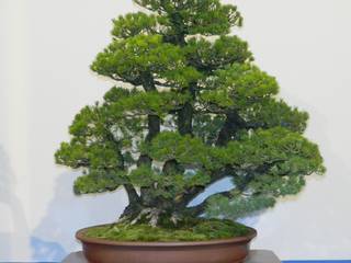 Bonsai - Nadelbäume, Bonsai-Shopping Bonsai-Shopping Jardines de estilo asiático