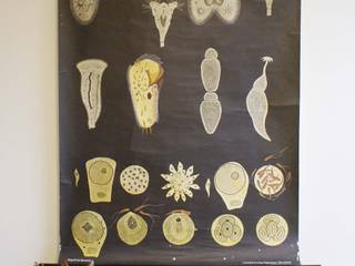 Vintage school charts & botanische wandkaarten voor een unieke look, Flat sheep Flat sheep 러스틱스타일 거실