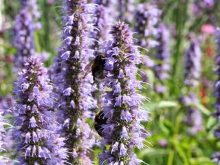 Insectenlokker Carla Wilhelm Country style garden