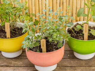 PLANTAS YJARDÍN, Cuantatienda Cuantatienda Varandas, alpendres e terraços modernos Plantas e flores