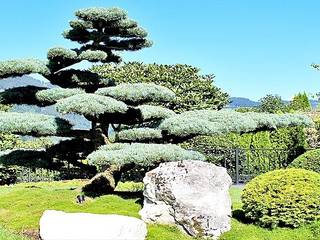 Gartenbonsai - Zengarten - Japanischer Garten, LuxuryTrees ® LuxuryTrees ® สวน