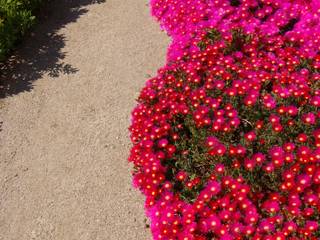 Jardim de suculentas, Atelier Jardins do Sul Atelier Jardins do Sul สวน