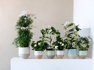 Pflanzen mit weißen Blüten und Pastell. Pflanzenfreude.de Innengarten Raumbegrünung