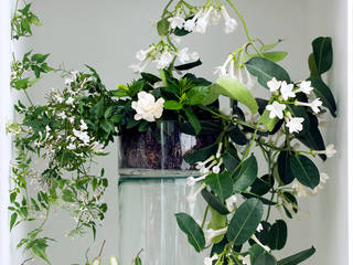 Duftende Blüten in Weiß sind Zimmerpflanzen des Monats März 2016, Pflanzenfreude.de Pflanzenfreude.de Innengarten