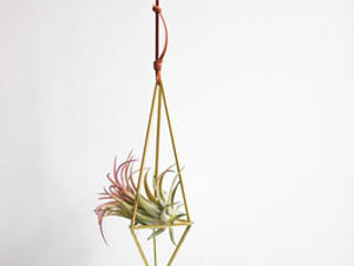 SOLO HIMMELI & TILLANDSIA, Lilas Wood Lilas Wood ミニマルデザインの リビング