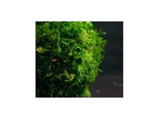 Kokedama , Aquaphyte Aquaphyte Vườn phong cách chiết trung