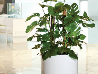 Plantas de interior, Hobby Flower Hobby Flower Moderner Garten