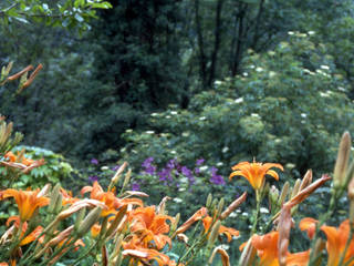 IL GIARDINO NATURALE, MASSIMO SEMOLA Architettura del Verde MASSIMO SEMOLA Architettura del Verde Jardines rústicos