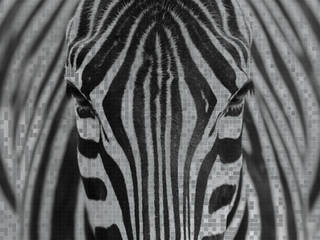 Zebra's gaze, Irial Irial 更多房间 鋁箔/鋅