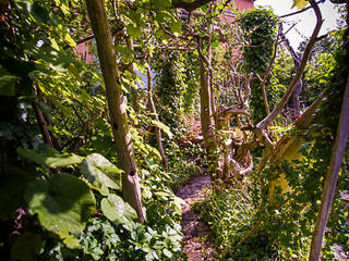 homify Tropical style garden Naturgarten,verwunschener Garten,Kletterpflanzen,verwunschener Garten,Kletterpflanzen