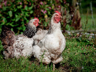Conférence "Jardiner au poulailler", Fertiles Fertiles Commercial spaces