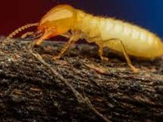 Termite fumigation project, Pest Control Midrand Pest Control Midrand