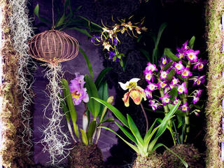 DIE EDLEN ORCHIDEEN – ZIMMERPFLANZE DES MONATS NOVEMBER 2016, Pflanzenfreude.de Pflanzenfreude.de Innengarten Lila/Violett