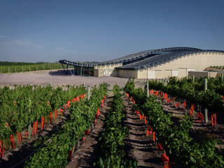 Bodega Patritti S.A., Sidoni&Asoc Sidoni&Asoc Bodegas de estilo moderno