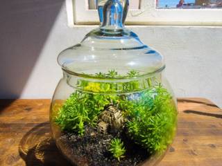 Terrariums, Marga Marga حديقة