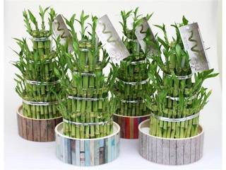 Lucky Bamboo just needs water in which to grow. The stems are arranged in various shapes and forms, making an architectural delight! Perfect Plants Ltd Interior landscaping Natural Fibre Green lucky bamboo,chinese,feng shui,interior design,house plants,houseplants,energy,luck,lucky,perfectplants,interior decor