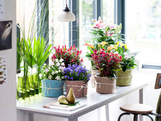 Zimmerpflanzen, Pflanzenfreude.de Pflanzenfreude.de Interior garden Multicolored