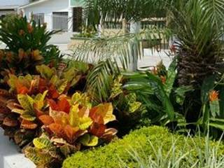 SALA DE VENTAS - MADEIRA APTOS. - BARRANQUILLA - COLOMBIA, BRASSICA SOLUCIONES PAISAJISTICAS S.A.S. BRASSICA SOLUCIONES PAISAJISTICAS S.A.S. Jardines de estilo tropical