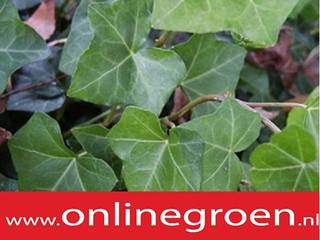 Planten voor bodem onlinegroen, onlinegroen onlinegroen
