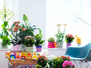 Zimmerpflanze des Monats, Pflanzenfreude.de Pflanzenfreude.de Interior garden Multicolored