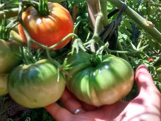 cosecha de tomates en huerta orgánica Pell Paisajismo Jardines de estilo rural
