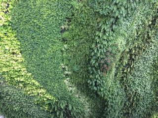 muro vivo Pennsylvania Suites CDMX, Verde360° Verde360° Jardins de fachadas de casas