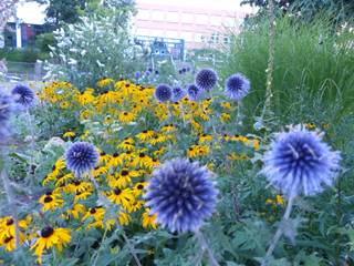 Anfang August: Sonnenhut "Goldsturm" und seine blaue Gegenspielerin, die Kugeldistel Gartenarchitekturbüro Timm Rustikaler Garten