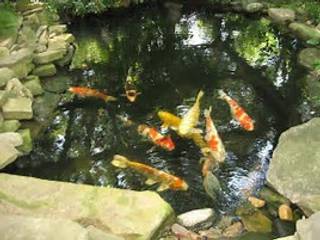 Koi Pond Project, Landscaping Johannesburg Landscaping Johannesburg