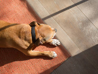 Eclectic Family Home : Stoke Newington Eclectic style dining room by Cassidy Hughes Interior Design Eclectic