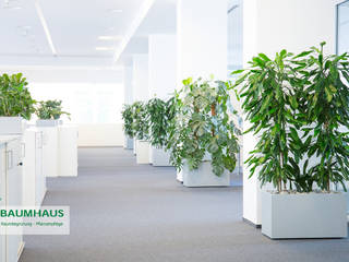 Pflanzen - der ideale Raumteiler, BAUMHAUS GmbH Raumbegrünung Pflanzenpflege BAUMHAUS GmbH Raumbegrünung Pflanzenpflege Gewerbeflächen
