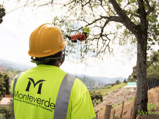 Poda de árboles, Monteverde Ltda Monteverde Ltda
